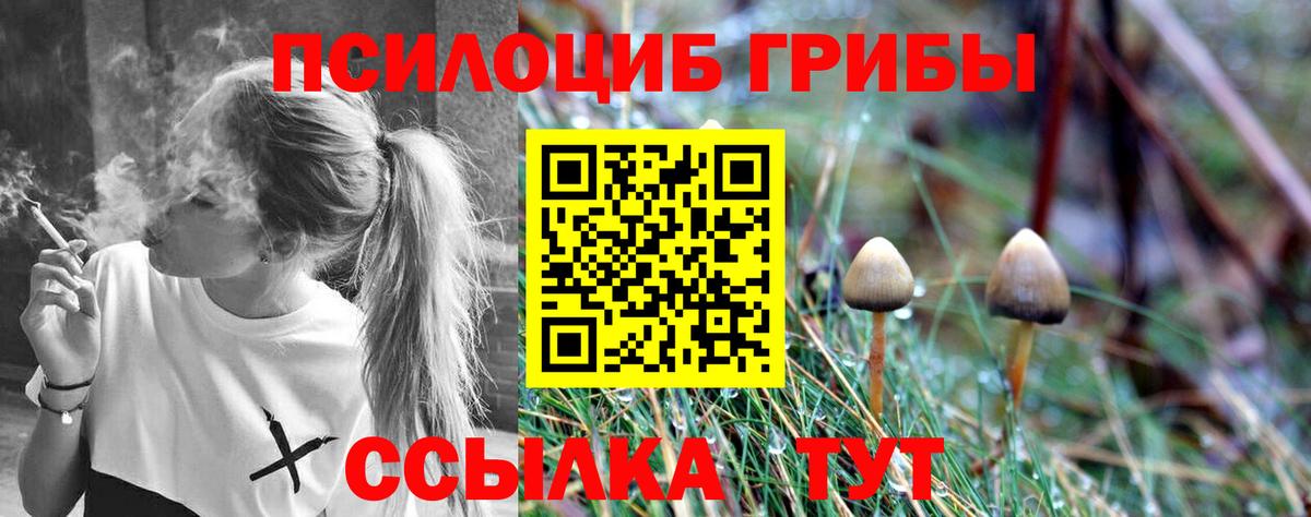 Галлюциногенные грибы Psilocybe Луховицы
